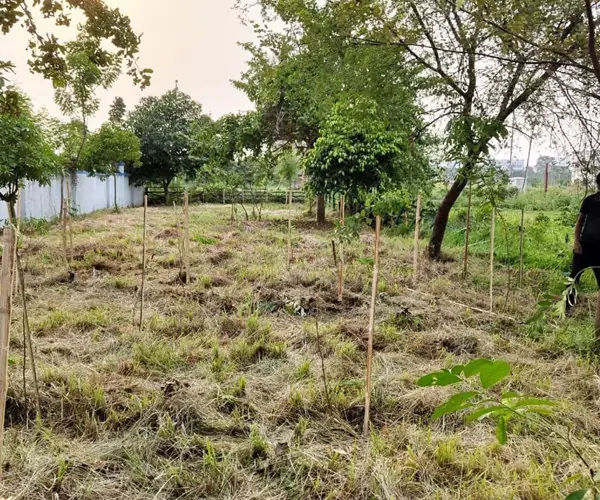Sand Grains Foundation leads tree planting campaign in Kolkata: photo 3
